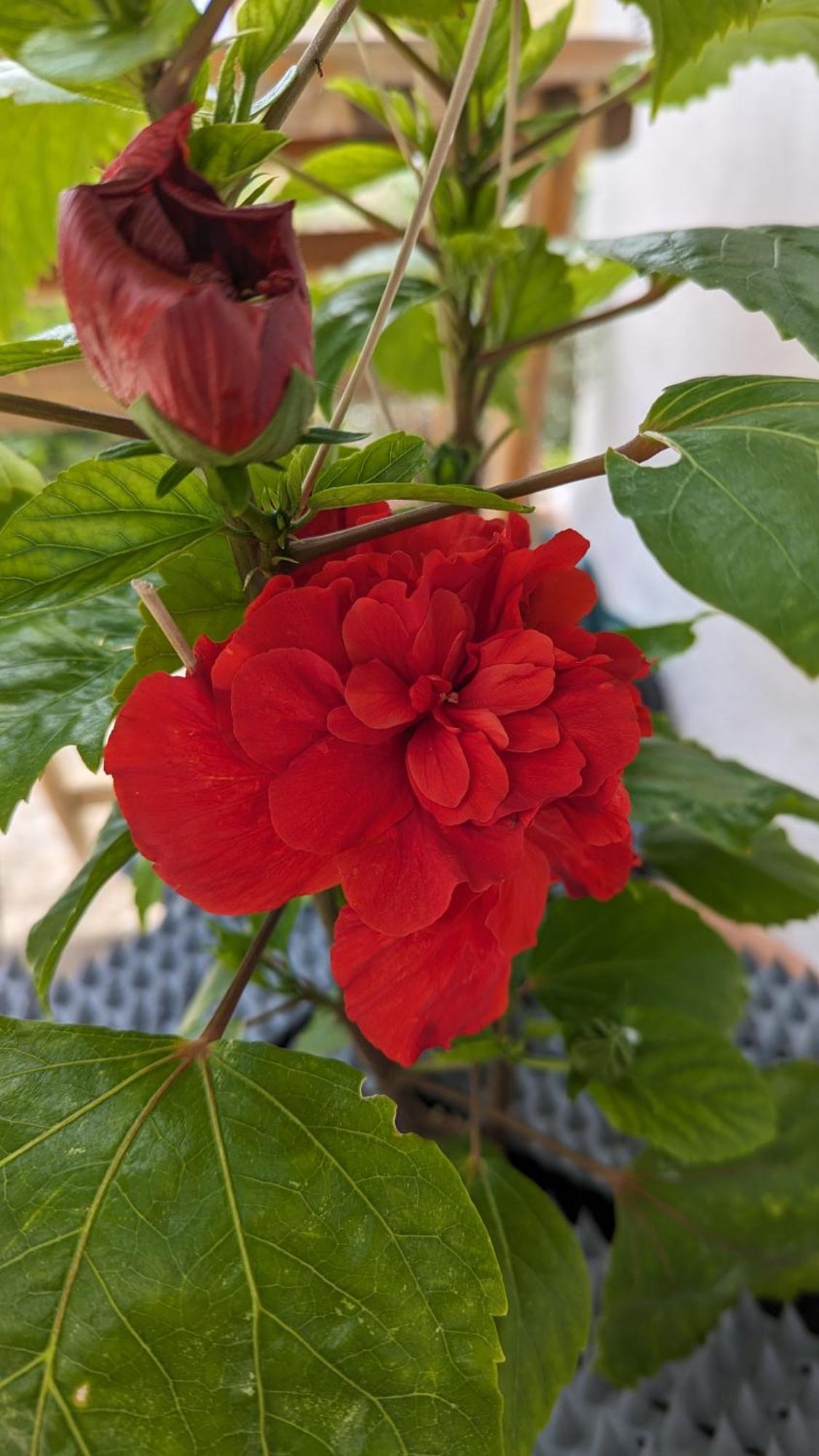 The Botanist Guesthouse Skopelos Zewnętrze zdjęcie