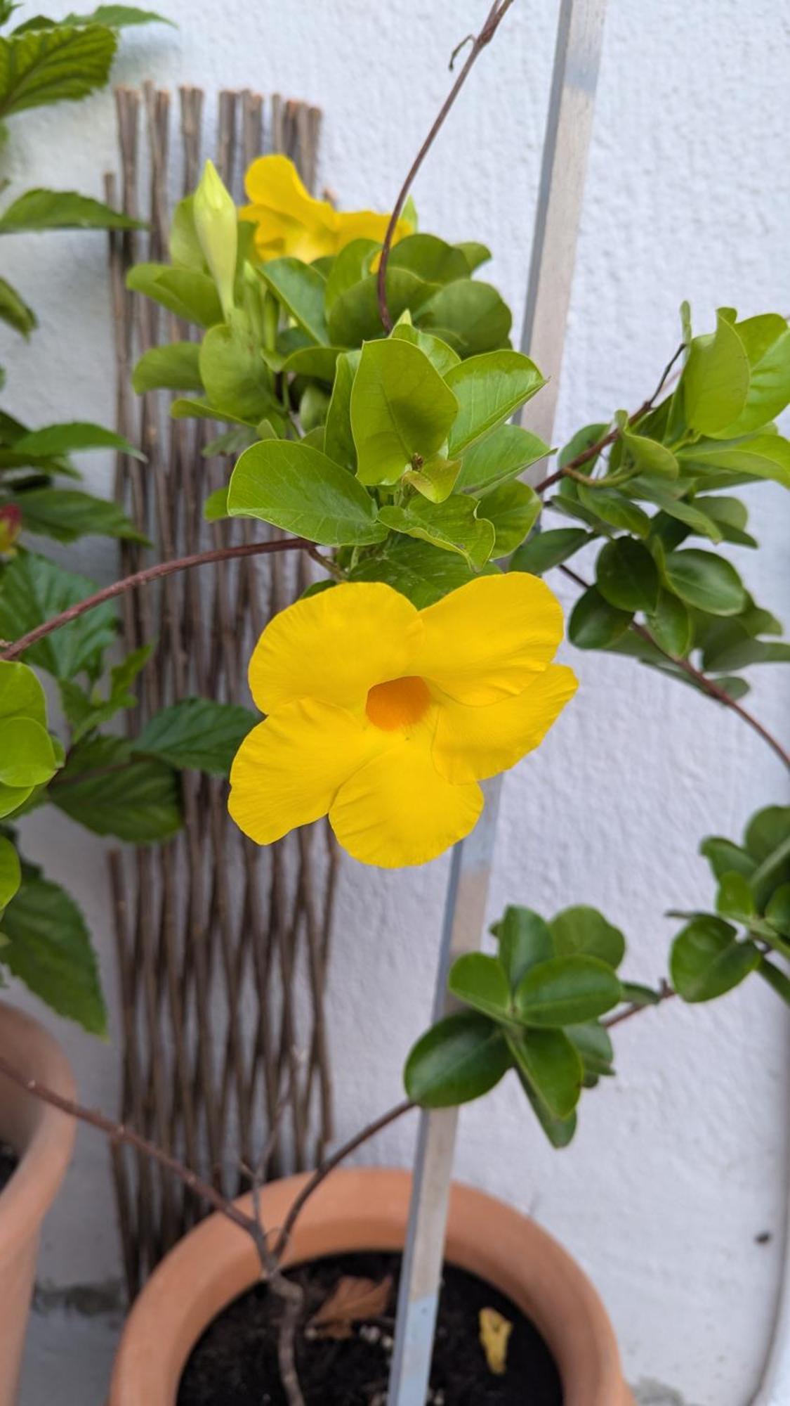 The Botanist Guesthouse Skopelos Zewnętrze zdjęcie