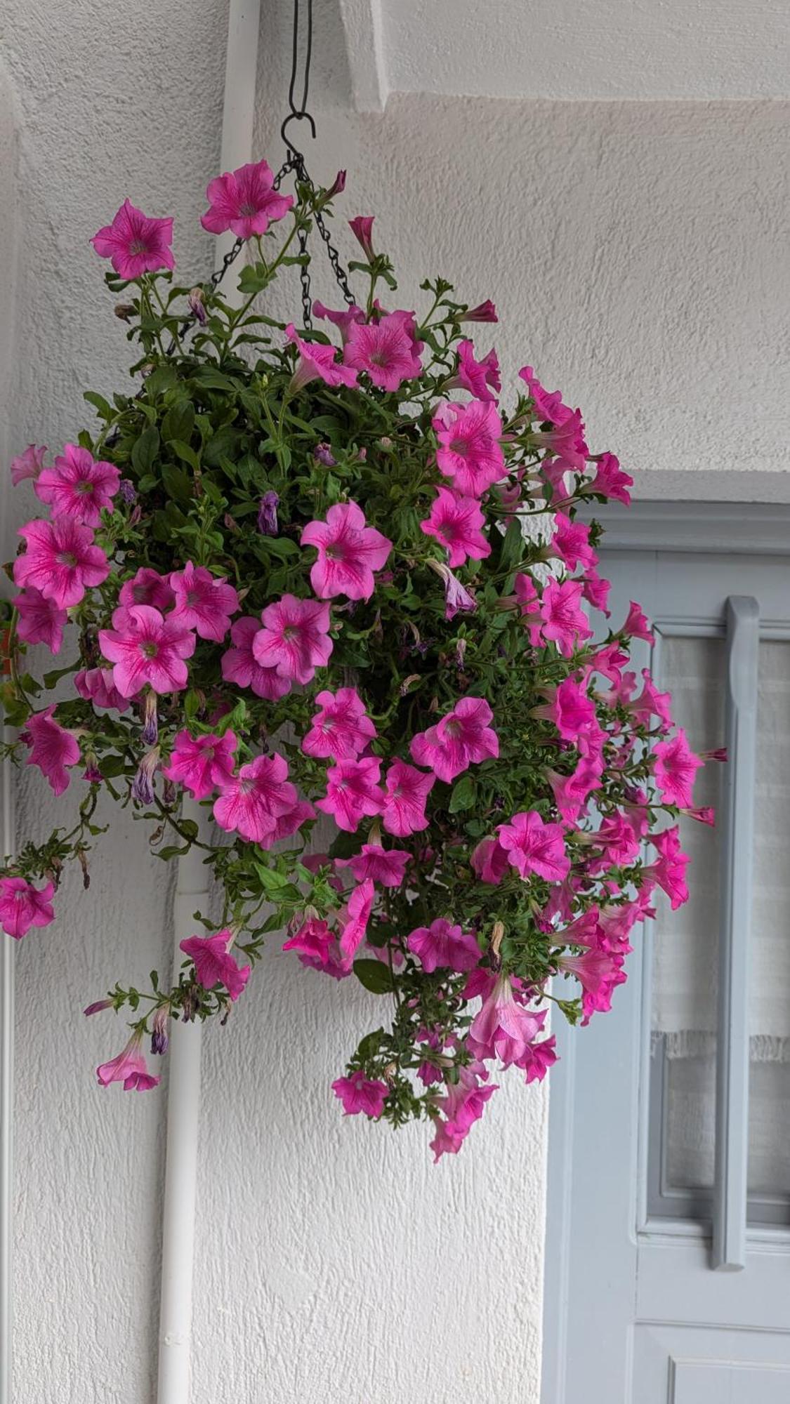 The Botanist Guesthouse Skopelos Zewnętrze zdjęcie