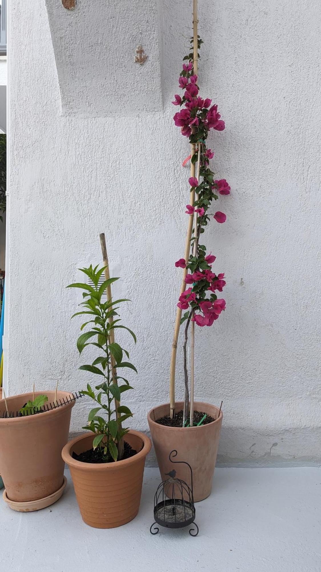 The Botanist Guesthouse Skopelos Zewnętrze zdjęcie