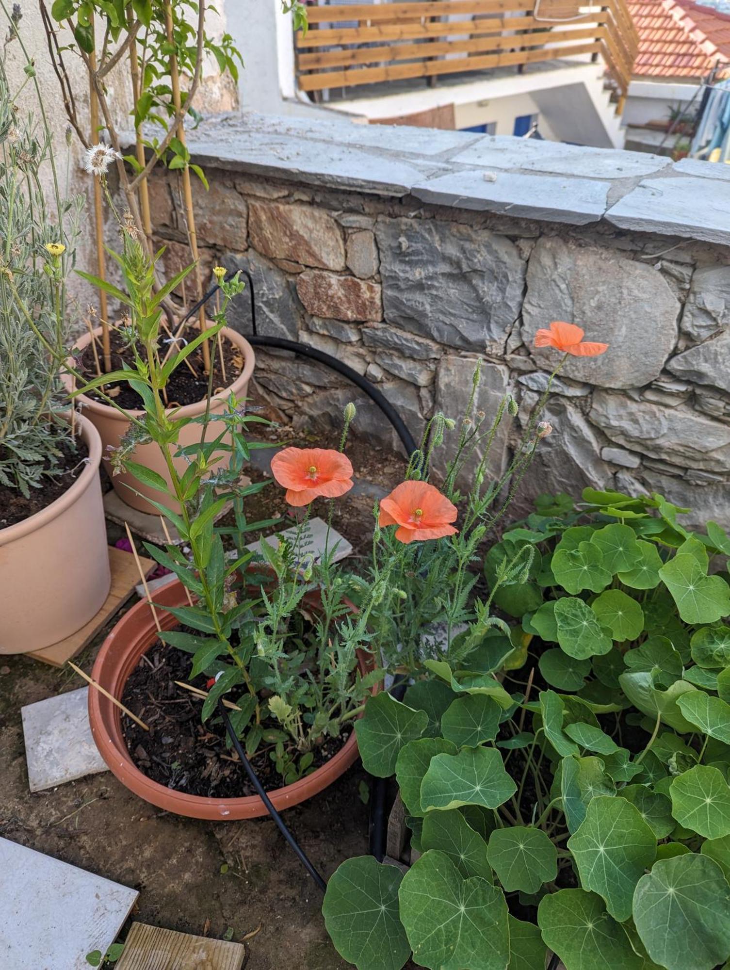 The Botanist Guesthouse Skopelos Zewnętrze zdjęcie