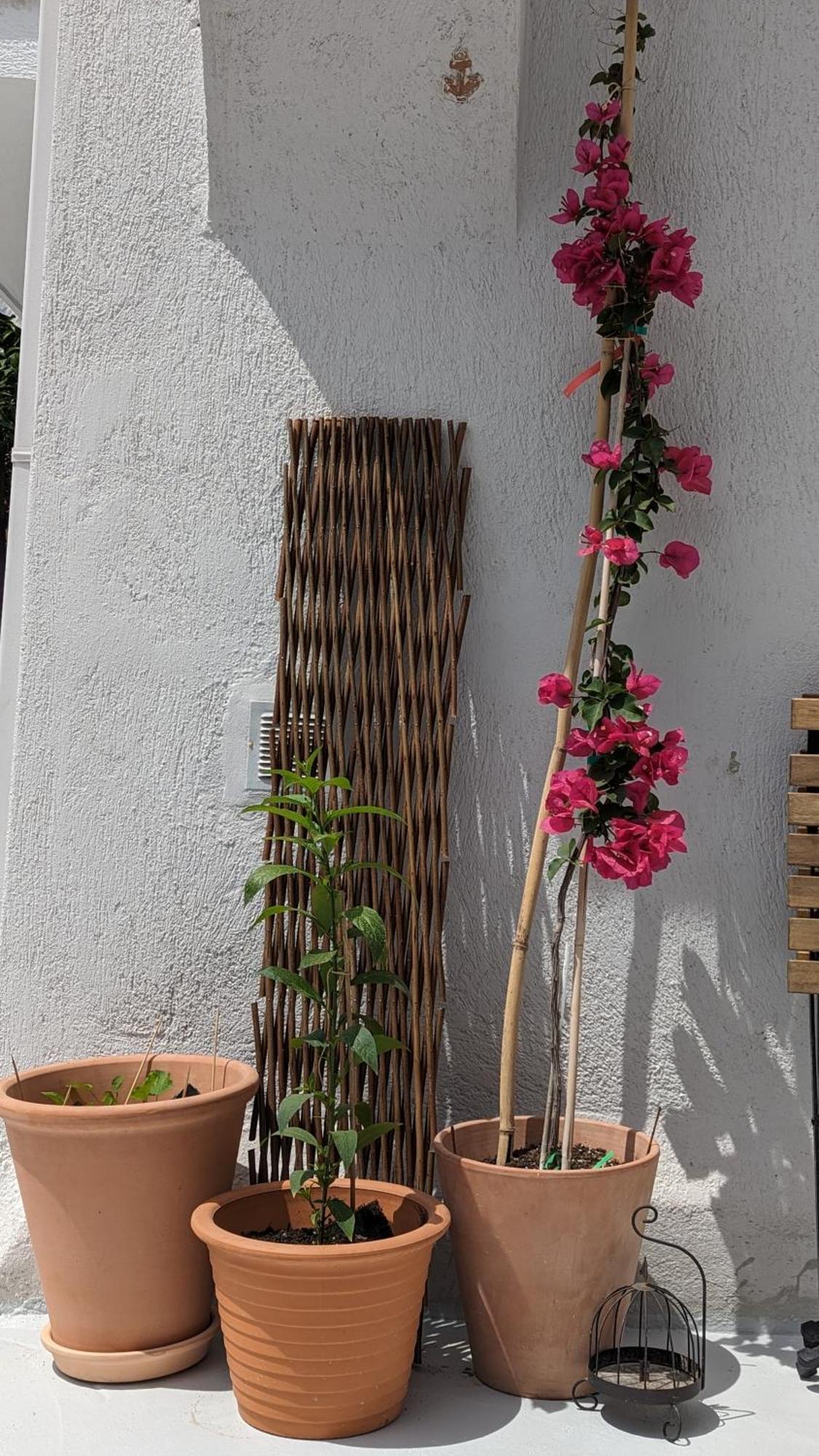 The Botanist Guesthouse Skopelos Zewnętrze zdjęcie